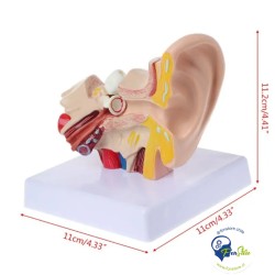 Modelo anatomico oído
