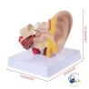 Modelo anatomico oído