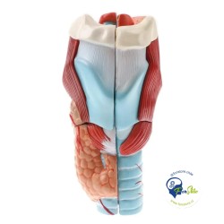 Modelo Anatomico laringe
