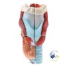 Modelo Anatomico laringe