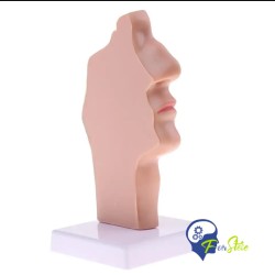 Modelo anatómico  cabeza sagital