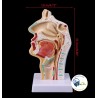 Modelo anatómico  cabeza sagital